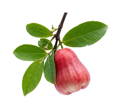 Red rose apple fruit hanging from branch with green leaves