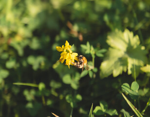 Vertical view of bumblebee collecting nectar on yellow wildflower in green meadow © Hiang