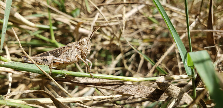 The Art of Natural Stealth: Camouflaged Brown Grasshopper Resting in Dry Field view(4)
frog in the grass