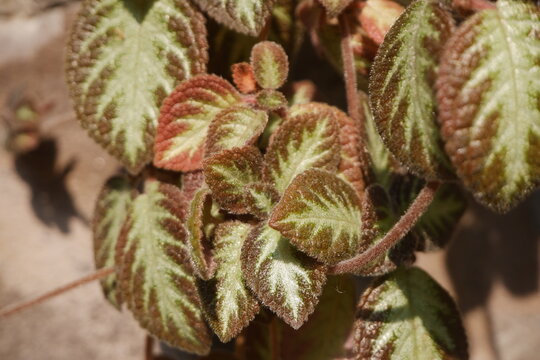 Flame violet ornamental tropical houseplant with patterned velvety foliage and small red blossom.