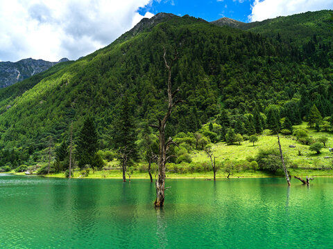 Mount Siguniang, located in Xiaojin County, Sichuan Province, China, is a renowned tourist attraction. This photo is a beautiful view of the dead tree beach.
