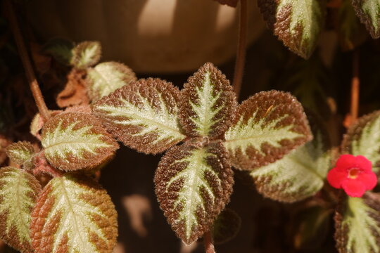 Flame violet ornamental tropical houseplant with patterned velvety foliage and small red blossom.