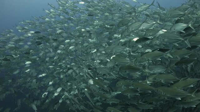 Bigeye trevally (Caranx sexfasciatus) forming a dramatic schooling tornado in open water near Tulamben, Bali. 4K UHD slow-motion underwater footage
