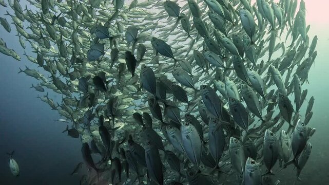 Bigeye trevally (Caranx sexfasciatus) forming a dramatic schooling tornado in open water near Tulamben, Bali. 4K UHD slow-motion underwater footage

