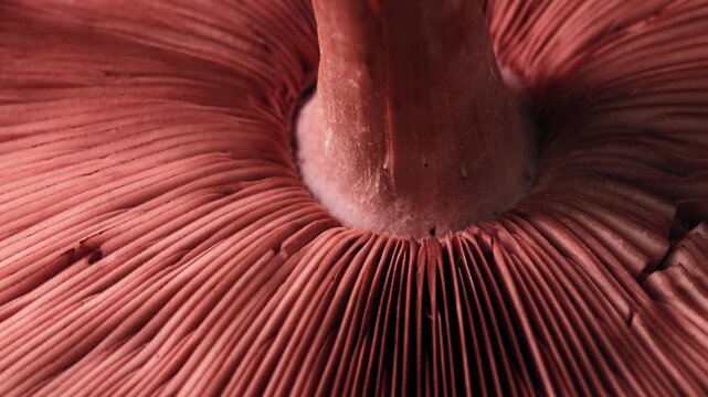Macro Shot of Wild Red Mushroom Underside with Gill Pattern	