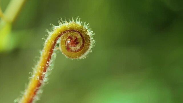 Young Curled Fern Shoot (Fiddlehead) Covered with Water Droplets, Macro Nature	