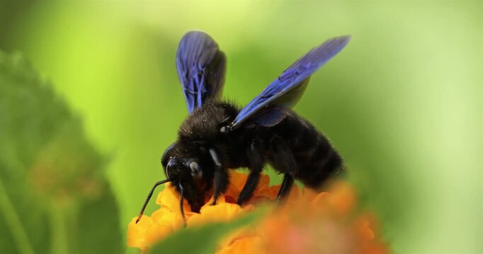 Carpenter bee foraging lantana camara flowers. France.