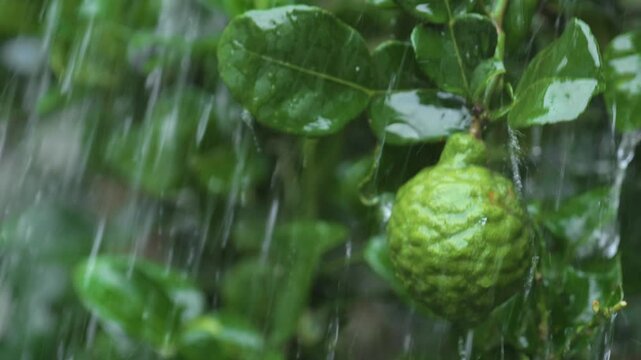 Begamot fruit, Close-up of a kaffir lime fruit hanging on its tree branch with rain falling, surrounded by green leaves in a natural garden setting.
