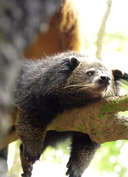 A binturong rests serenely among  the branches.