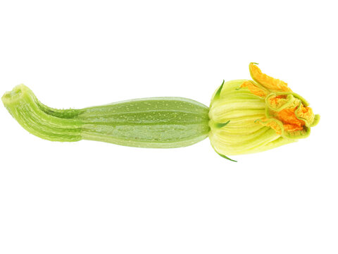 Baby zucchini with fresh flower isolated on white