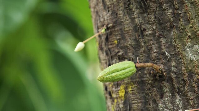 Close-up of young green cacao pods growing on tree trunk with small white cocoa flower blooming