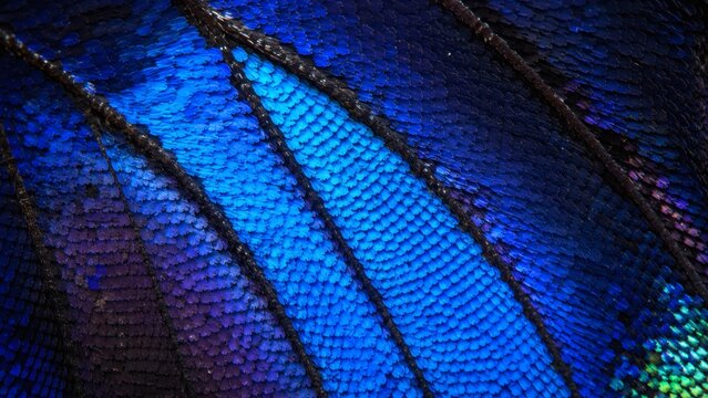 Extreme close up of iridescent blue butterfly wing scales showing vibrant texture and pattern