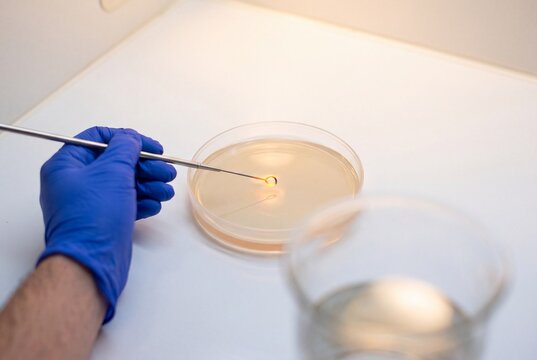 Scientist Using a Heated Inoculation Loop Over an Agar Petri Dish for Microbiological Culturing