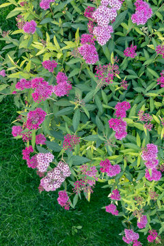 Pink Spiraea japonica bush blooming outdoors over green garden lawn