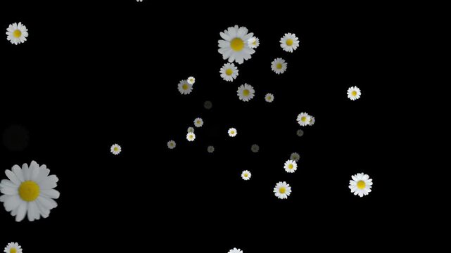 White Daisy Flowers Flying and Floating Motion Background