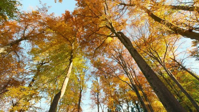 Beautiful orange canopy of deciduous trees with falling leaves and blue sky on a sunny autumn day