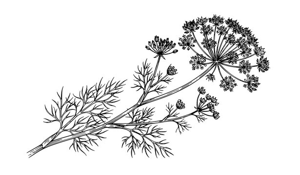 Dill Flowering Branch Hand Drawn Engraving Vector Illustration Isolated on White Background