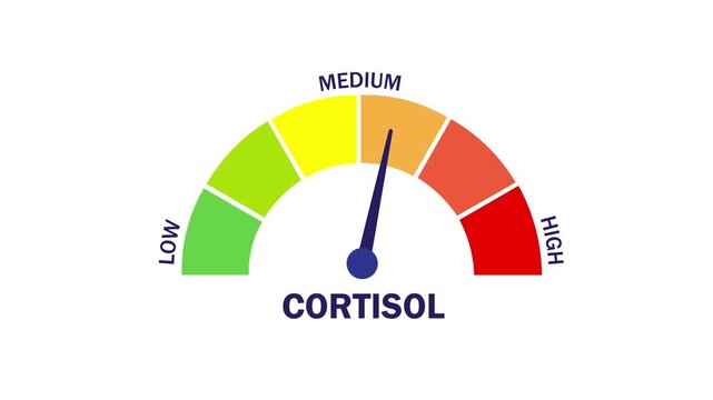 Animation of a cortisol level indicator; the needle points to the "medium" zone, indicating a moderate level of the stress hormone; monitoring is required to prevent cortisol levels from becoming high