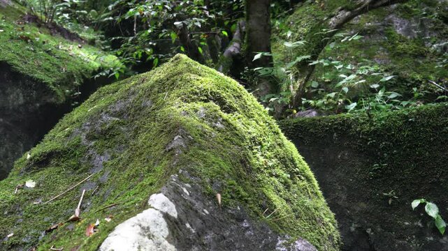 阿蘇の原生林に佇む苔むした巨岩、深緑の渓谷（Moss-Covered Boulder in Aso Forest, Kumamoto Japan）