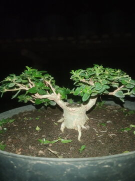 bonsai tree in flowerpot