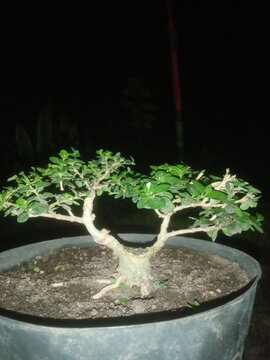 bonsai tree in a pot