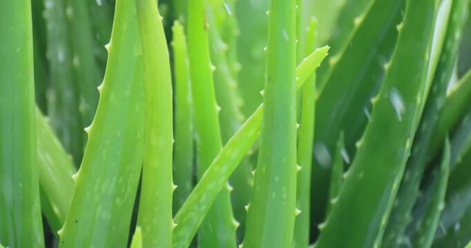Aloe leaves in gentle rainfall, aloe vera plant, close-up nature scene with a lush tropical atmosphere, moisture, freshness, and botanical texture, for aloe natural backgrounds