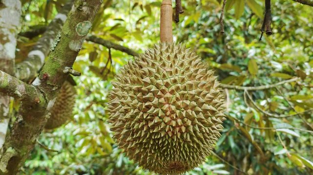 Beautiful durian fruits hang from the tree
