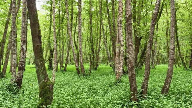Scenic camera panning through a lush green wild garlic forest during springtime, revealing vibrant foliage, dense undergrowth, and serene natural woodland scenery