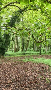 Lush green forest floor covered with brown fallen leaves and vibrant undergrowth showing a peaceful spring woodland scene with large plane trees and dense foliage