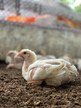 Young Broiler Chicken Resting on Poultry Farm Floor