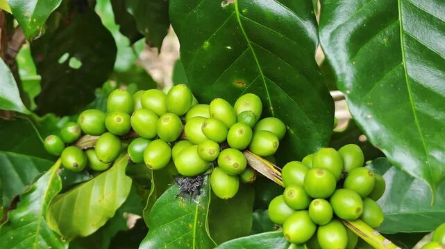 Close-up of unripe green coffee cherries growing on a branch at a coffee plantation.