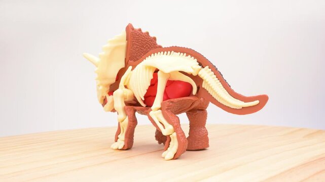 Split view triceratops toy with half outer skin and half exposed internal skeleton resting on light wooden table rotating