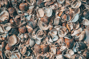 Dense layer of river clam shells forming a natural organic background pattern. Concept of marine biology, coastal biodiversity, environmental ecosystems, and natural textures. © Bits and Splits