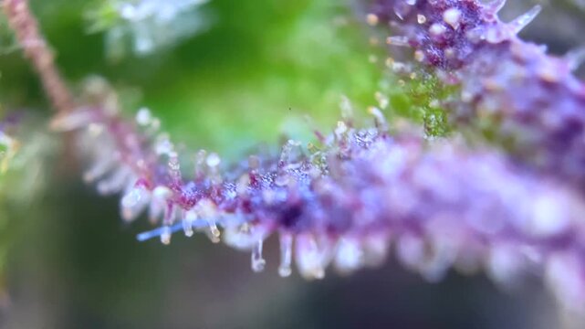 Cannabis trichomes developing active cannabinoids Great view under microscope. 