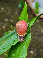 Macro shot of a small snail with reddish shell crawling on a wet green leaf with raindrops after rain. © Ketryn