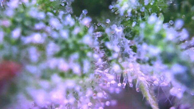 Great medica Cannabis plant showing milky cbd thc trichomes lhemp