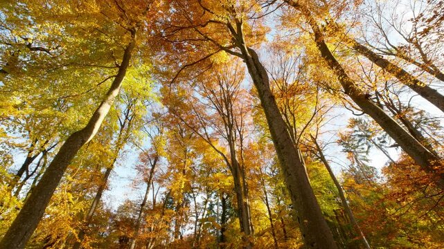 Beautiful yellow and orange canopy of deciduous trees with blue sky on a sunny autumn day
