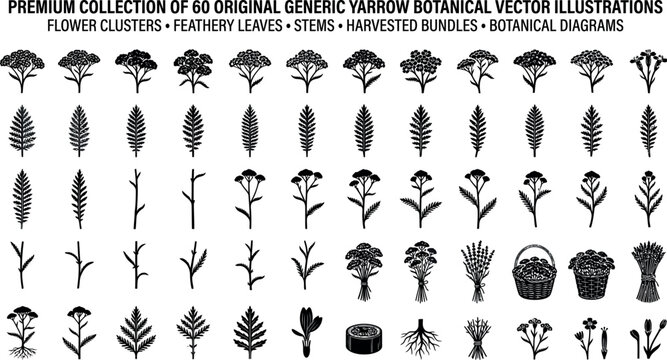 Premium collection of 60 original generic yarrow botanical vector illustrations of flower clusters