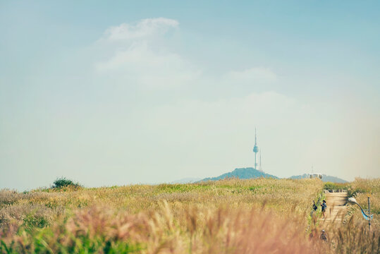 서울 하늘공원 억새밭과 남산의 N서울타워
