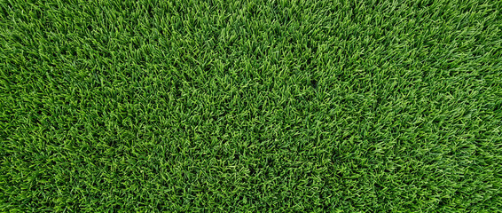 Obraz premium Natural Green Grass Lawn Background