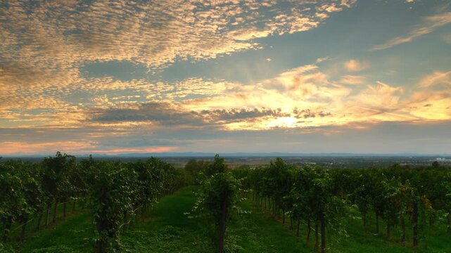 Time lapse of illuminated moving orange clouds at a tranquil sunset over a rural vineyard landscape 