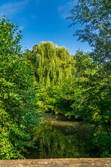 Weeping willow tree reflecting in calm river water surrounded by lush green foliage  © SK