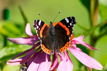An admiral butterfly sits on an echinacea flower in a summer garden. © Ludmila