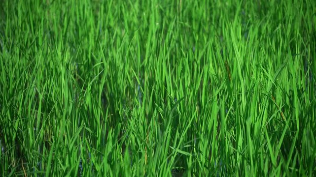 Lush green grass field with vibrant natural texture