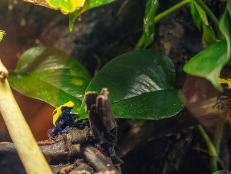 blue and yellow poison dart frog sitting on branch surrounded by green tropical leaves in dark natural habitat
