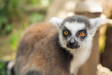 close up of a ring-tailed lemur with orange eyes in natural habitat with blurred background © Vytenis