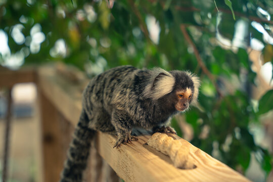 cute common marmoset monkey sitting on wooden railing with peanut in shell in natural environment
