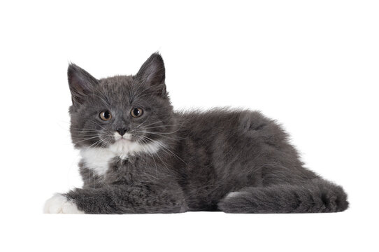 Adorable blue with white Maine Coon cat kitten, laying down side ways. Looking straight to camera with chubby cheeks and moustache markings. Isolated cutout on a transparent background.
