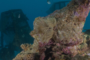 Coral reef and water plants in the Red Sea, Eilat, Israel  © yeshaya