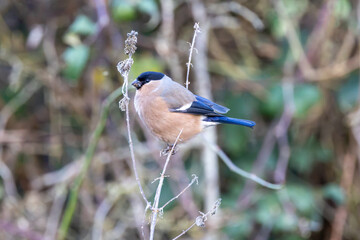 Obraz premium Adult female bullfinch on a dead stem